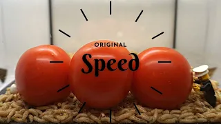 Maggots Turn Into Flies and Tomatoes Time-Lapse (Real Time)