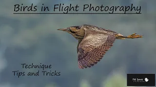 Birds in Flight Photography: Techniques, Tips and Tricks