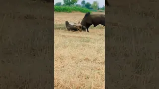 Kankrej bull fight