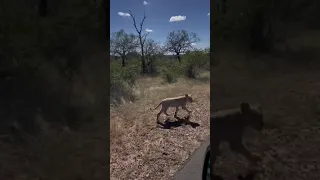 White Lion Cub Birmingham | #shorts #lion #animals #krugernationalpark #viral #wildlife #whitelion