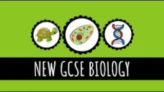 The Digestive System and Enzymes  - 9-1 GCSE Biology