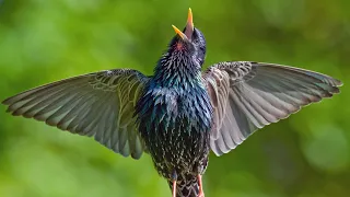 SUPER STARLING