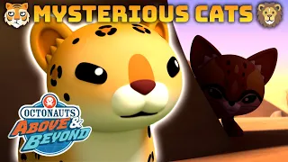 Octonauts: Above & Beyond - 🐯 Mysterious Cats 🦁 | Compilation | @OctonautsandFriends​