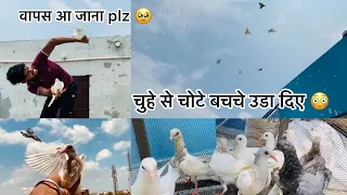 Ready to fly (कबूतर के बच्चो की पहली उड़ान ) Kabutarbazo ने लगाई फड़किया