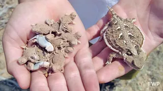 Short-horned Lizard