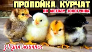 ПРОПОЙКА КУРЧАТ з 1 дня‼️метод Золотухіна✅ як зробити та скільки поїти курчат