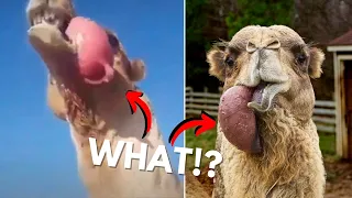 Do Camels Spit Out Their Hearts?