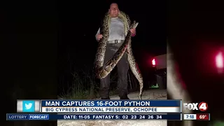 Naples man captures 16-foot python