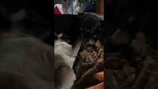 German Shepherd Bernese Mix Plays with her Siamese Best Friend