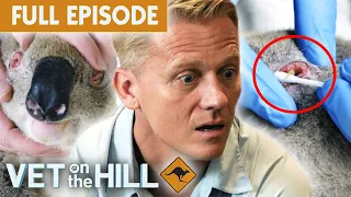 Pus-Filled Eyes: What's Killing Koalas? | Vet On The Hill Down Under EP3 Full Episode | Bondi Vet