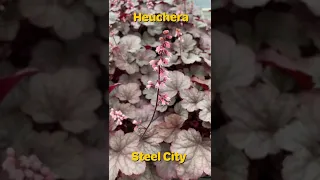 Heuchera 'Steel City'