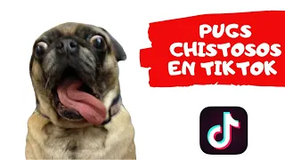 😄😄😄 PUGS CHISTOSOS DE TIKTOK 😄😄😄