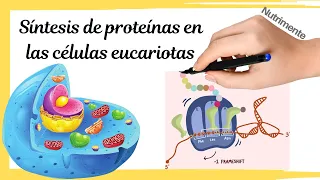 SÍNTESIS de PROTEÍNAS en las células EUCARIOTAS