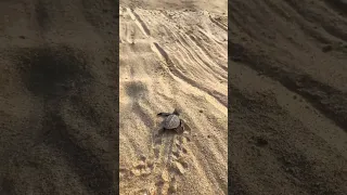 Hero Helps Baby Turtles Get To Ocean 🐢