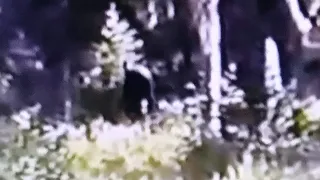 Paul Freeman Bigfoot video