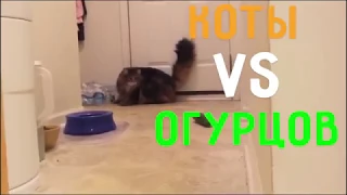 Коты vs Огурцов - Приколы с котами