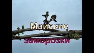 Виноград .SOS . Майские заморозки .Укрытие от возвратных заморозков .