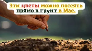 Эти цветы можно посеять прямо в грунт в Мае.💐