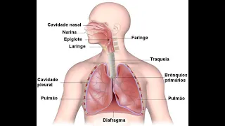 viagem fantástica  - sistema respiratório do corpo humano