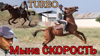 мына СКОРОСТЬ ат ТУРБО экен го😱 ДАСТАНДА