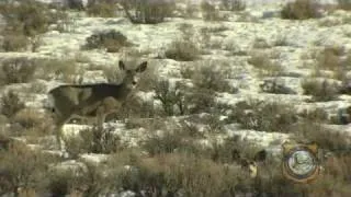 Winter's Effects on Wildlife