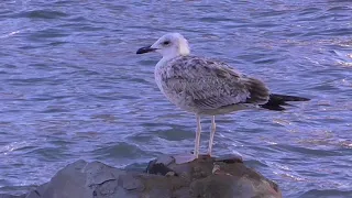 Побережье Каспийского моря. Редукторный поселок. Махачкала