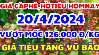 Giá cà phê hôm nay ngày 20/4/2024/CÀ PHÊ TĂNG VŨ BÃO/Giá hồ tiêu tăng rất mạnh