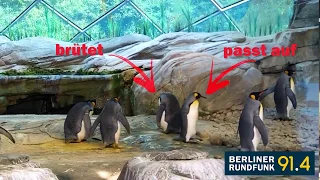 Tierische Geschichten: Homosexuelle Pinguine