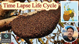 Amazing Time-Lapse: Bees Hatch Before Your Eyes | Time Lapse of Ladybug Life Cycle  | Time Lapse Vid