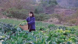 From seed to cabbage, I spent four months recording its growth從一粒粒種子變成一顆顆大包菜，我用四個月記錄它的生長