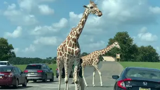 Six flags wild safari drive-thru adventure, Jackson NJ