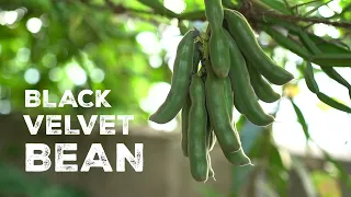 The Black Velvet Bean: A Natural Medicine