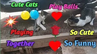 The funny actions of the cats when playing together