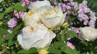 David Austin rose - Charles Darwin, 14 june 2020.     Роза Чарльз Дарвин , 14 июня 2020г.