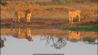 Three Tintswalo Lions and Five Lionesses at a Waterhole with a Crocodile