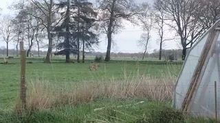 Wolf trifft auf Herdenschutzhunde !!!