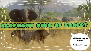 ELEPHANT KING OF THE KALAHARI JANGAL