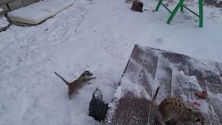 Meerkat seeing white snow for the first time