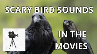 scary bird sounds in the movies #birds #movies #birding