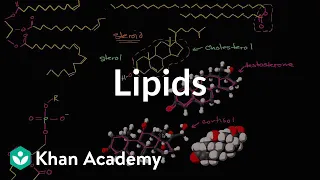 Lipid overview | Macromolecules | Biology | Khan Academy