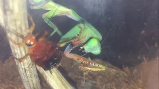 Giant Rain Forest Mantis Hierodula Majuscula Time Lapse Feeding