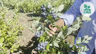 ГОЛУБИКА САДОВАЯ. ОБЗОР НА САМЫЕ ЛУЧШИЕ СОРТА.