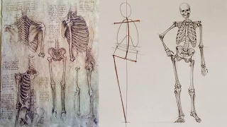 Human Body Skeleton - Anatomy Master Class