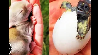 Funny and Cute Baby Animals Compilation - Funniest Animals Vines