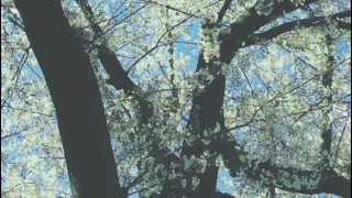 ∞ spring psychedelic rock acid folk