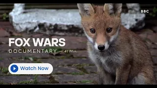 Fox Wars (2013) - BBC Urban Fox Documentary (HQ)