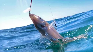 Catching Big Whiting! they were Huge! Fish Tucker Man Catch n Cook