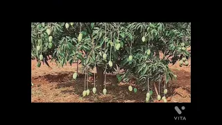 buy mangoes online | Mangoes directly from farm | organic mangoes | mangoes from valsad | imported .