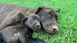 The innocent puppy didn't know his mother was crying because of him