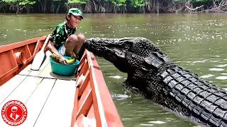 REENCUENTROS ENTRE ANIMALES Y HUMANOS QUE TE HARAN LLORAR